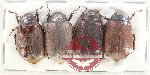 Scientific lot no. 289 Melolonthinae (4 pcs)