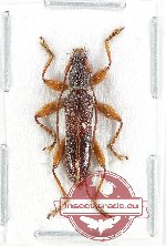 Ceresium sp. 10 (A-)