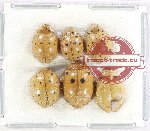 Scientific lot no. 158 Coccinelidae (5 pcs)