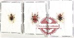 Scientific lot no. 110 Attelabidae (3 pcs)