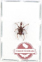 Scientific lot no. 108 Attelabidae (1 pc)