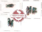 Chrysididae scientific lot no. 3 (7 pcs)