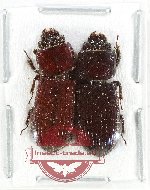Scientific lot no. 196 Passalidae (2 pcs)
