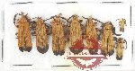 Scientific lot no. 44 Lycidae (8 pcs)