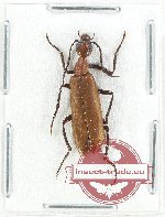 Meloidae sp. 13
