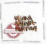 Scientific lot no. 228 Staphylinidae (35 pcs)