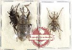 Scientific lot no. 1055 Curculionidae (3 pcs - 2 pcs A2)