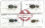 Scientific lot no. 87 Cicindelidae (4 pcs - 2 pcs A2)