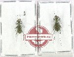 Scientific lot no. 86 Cicindelidae (2 pcs - 1 pc A2)