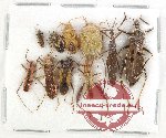 Scientific lot no. 1504 Heteroptera (10 pcs)