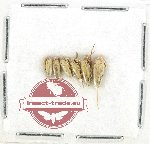 Scientific lot no. 1488 Heteroptera (6 pcs)