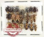 Scientific lot no. 1484 Heteroptera (21 pcs)