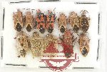 Scientific lot no. 1483 Heteroptera (12 pcs)