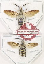 Scientific lot no. 584 Hymenoptera (Campsomerini) (2 pcs - 1 pc A2)