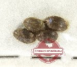 Byrrhidae Scientific lot no. 3 (4 pcs)