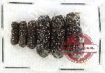 Bostrichidae Scientific lot no. 63 (6 pcs)