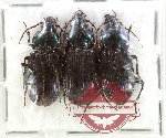 Scientific lot no. 955 Carabidae (Lesticus sp.) (3 pcs)