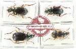 Scientific lot no. 968 Carabidae (Chlaenius sp.) (4 pcs)
