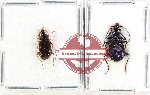 Scientific lot no. 962 Carabidae (2 pcs)