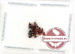 Scientific lot no. 1000 Carabidae (Scaritini) (4 pcs)