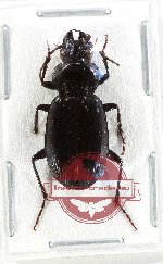 Pterostichini sp. 7 (A2)