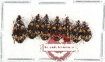 Scientific lot no. 964 Carabidae (Lebiinae spp.) (7 pcs A, A-, A2)
