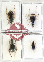Scientific lot no. 959 Carabidae (Chlaenius spp.) (4 pcs A2)