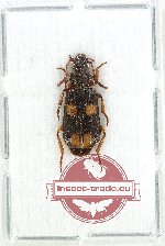 Macrocheilus sp. 1 (A-)