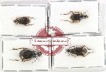 Scientific lot no. 948 Carabidae (Chlaenius spp.) (4 pcs)