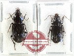 Scientific lot no. 971 Carabidae (Pterostichini spp.) (2 pcs)