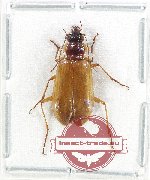 Carabidae sp. 75