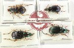 Scientific lot no. 969 Carabidae (Chlaenius spp.) (4 pcs)
