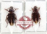 Scientific lot no. 952 Carabidae (Orthogonius sp.) (2 pcs)