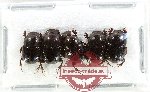 Scientific lot no. 1061 Coprophaga (5 pcs)
