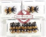 Scientific lot no. 1066 Coprophaga (7 pcs)