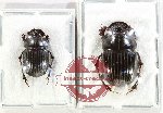 Scientific lot no. 1065 Coprophaga (Copris spp.) (2 pcs)