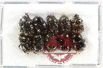 Scientific lot no. 1080 Coprophaga (10 pcs)