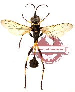 Hymenoptera sp. 19 (SPREAD)