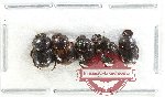 Scientific lot no. 1062 Coprophaga (5 pcs)