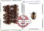 Scientific lot no. 1056 Coprophaga (11 pcs)