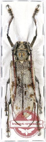 Batocera tigris ssp. menelaus