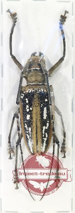 Batocera wallacei ssp. ?