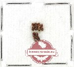 Bostrichidae Scientific lot no. 67 (6 pcs)