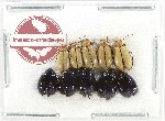 Scientific lot no. 663 Chrysomelidae (10 pcs)