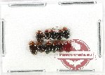 Scientific lot no. 671 Chrysomelidae (11 pcs)
