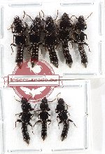 Scientific lot no. 252 Staphylinidae (8 pcs)