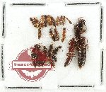 Scientific lot no. 233 Staphylinidae (21 pcs)