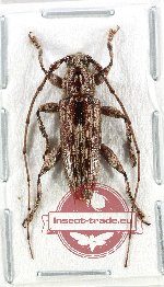 Cerambycidae sp. 121 (A2)