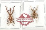 Scientific lot no. 1085 Curculionidae (2 pcs)