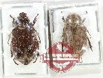 Scientific lot no. 297 Melolonthinae (2 pcs - 1 pc A-)